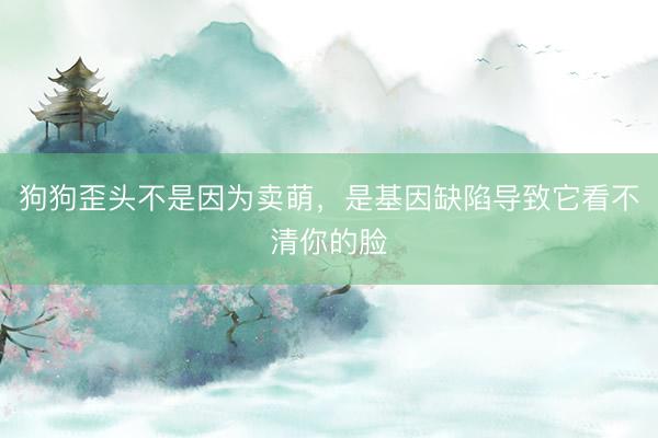 狗狗歪头不是因为卖萌，是基因缺陷导致它看不清你的脸