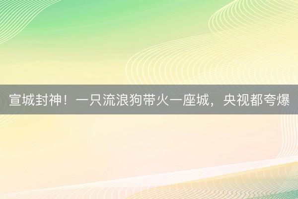 宣城封神！一只流浪狗带火一座城，央视都夸爆