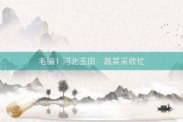 毛骗1 河北玉田：蔬菜采收忙