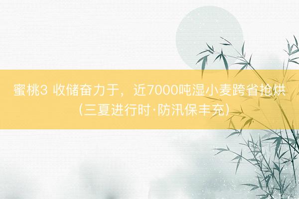 蜜桃3 收储奋力于，近7000吨湿小麦跨省抢烘（三夏进行时·防汛保丰充）